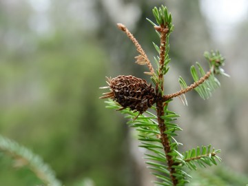 Galas ochojnika świerkowo-modrzewiowego (Adelges laricis), <p>fot. Sebastian Piskorski</p>