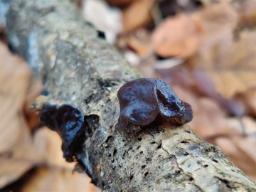 Kisielnica trzoneczkowa (Exidia glandulosa), <p>Sebastian Piskorski</p>