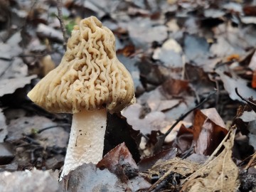 Naparstniczka czeska (Verpa bohemica), <p>Sebastian Piskorski</p>