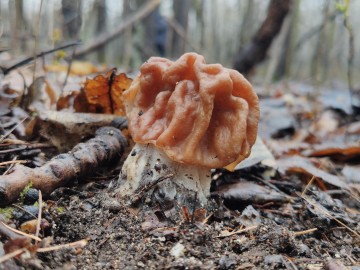 Piestrzenica olbrzymia (Gyromitra gigas), <p>Sebastian Piskorski</p>