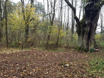 Teren wokół dębu po wykonaniu prac pielęgnacyjnych, 