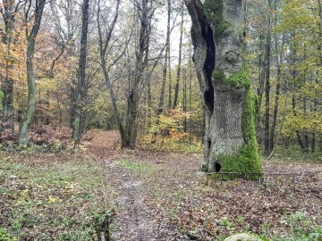 Teren wokół dębu po przeprowadzeniu prac pielęgnacyjnych, 