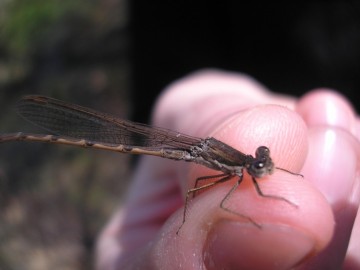 Straszka pospolita - Sympecma fusca