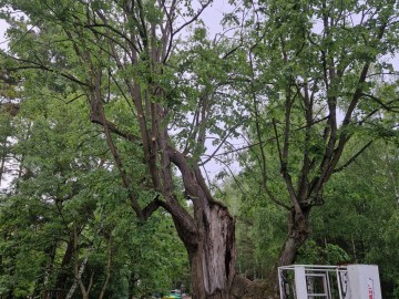 Pielęgnacja pomników przyrody na terenie Sieradzkich PK, 