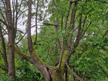 Pielęgnacja pomników przyrody na terenie Sieradzkich PK, 
