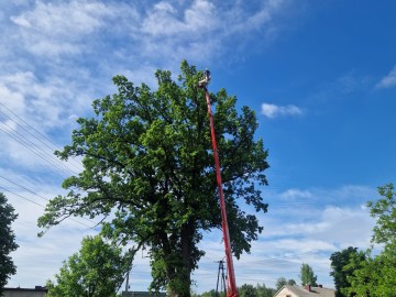 Pielęgnacja pomników przyrody na terenie Sieradzkich PK, 