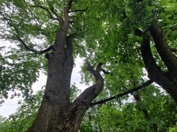 Pielęgnacja pomników przyrody na terenie Sieradzkich PK, 