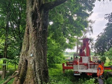 Pielęgnacja pomników przyrody na terenie Sieradzkich PK, 