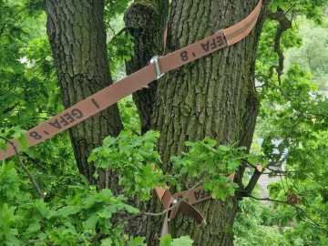 Pielęgnacja pomników przyrody na terenie Sieradzkich PK, 