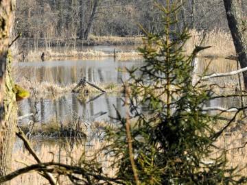 Obserwacje w Załęczańskim PK, 