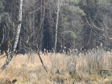 Obserwacje w Załęczańskim PK, 