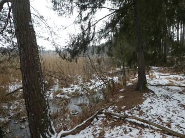 Spacer edukacyjny z okazji Dnia Mokradeł, <p>K. Kierniakiewicz</p>