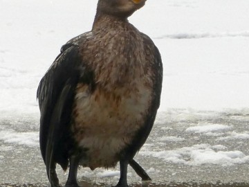 Kormoran, <p>Fot. K. Kierniakiewicz</p>