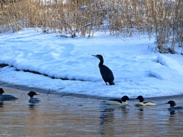 Kormoran i nurogęsi, <p>Fot. K. Kierniakiewicz</p>