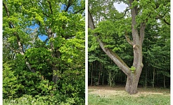 Pielęgnacja pomników przyrody na terenie Sieradzkich PK